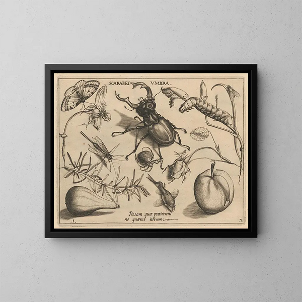 Archetypes en studies van vader Georgius Hoefnagel Pl13 - Joris Hoefnagel — ingelijst kunstwerk aan de muur