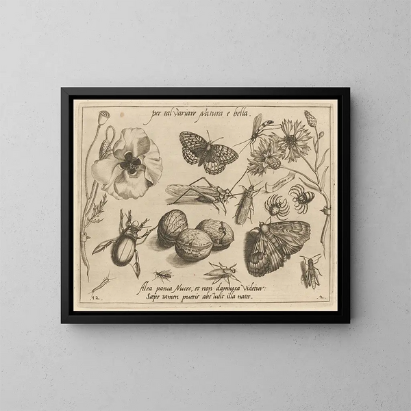 Archetypes en studies van vader Georgius Hoefnagel - Joris Hoefnagel — ingelijst kunstwerk aan de muur