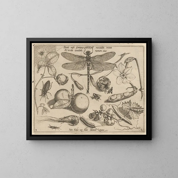Archetypes en studies van vader Georgius Hoefnagel - Joris Hoefnagel — ingelijst kunstwerk aan de muur