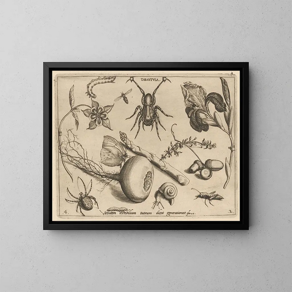 Archetypes en studies van vader Georgius Hoefnagel - Joris Hoefnagel — ingelijst kunstwerk aan de muur