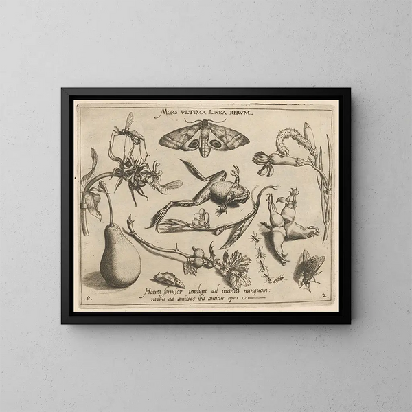 Archetypes en studies van vader Georgius Hoefnagelius Pl20 - Joris Hoefnagel — ingelijst kunstwerk aan de muur