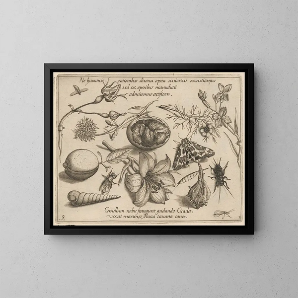 Archetypes en studies van vader Georgius Hoefnagel Pl37 - Joris Hoefnagel — ingelijst kunstwerk aan de muur
