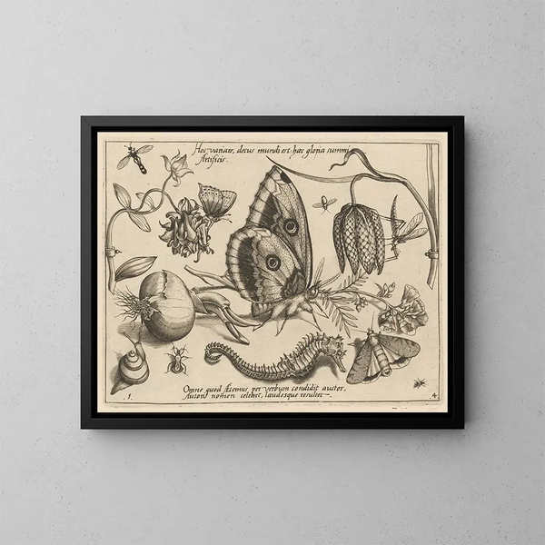 Archetypes and studies of Father Georgius Hoefnagel - Joris Hoefnagel — framed artwork on a wall
