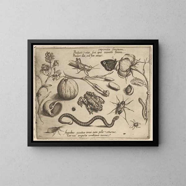 Archetypes and studies of Father Georgius Hoefnagel - Joris Hoefnagel — framed artwork on a wall