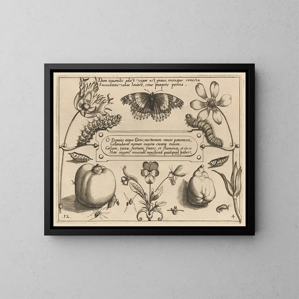 Archetypes and studies of Father Georgius Hoefnagel - Joris Hoefnagel — framed artwork on a wall