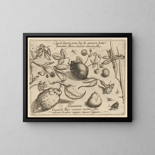 Joris Hoefnagel - Archetypa studiaque patris Georgii Hoefnagelii Pl43.webp