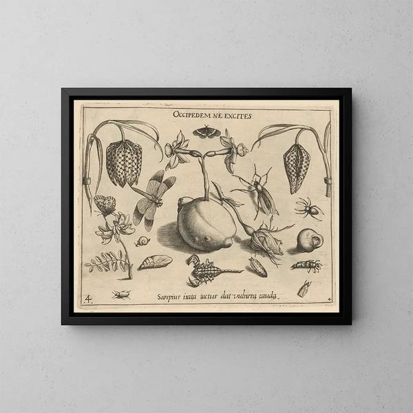 Archétypes et études du père Georgius Hoefnagel Pl45 - Joris Hoefnagel — framed artwork on a wall