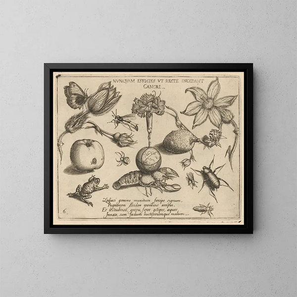 Archetypes and Studies of Father Georgius Hoefnagel - Joris Hoefnagel — framed artwork on a wall