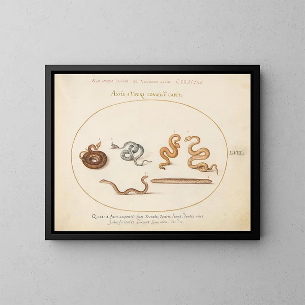 Aspics et vipères - Joris Hoefnagel — framed artwork on a wall