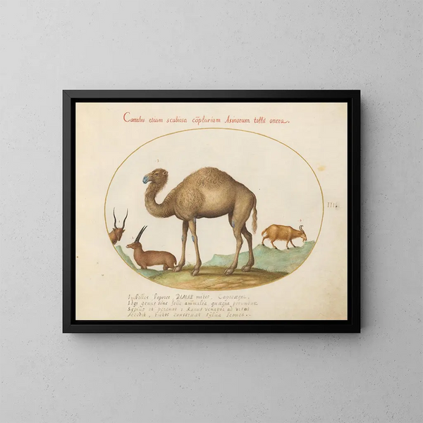 Ibex and Camelid Goat Painting - Joris Hoefnagel — framed artwork on a wall
