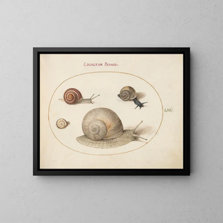 Joris Hoefnagel - Four Snails.webp