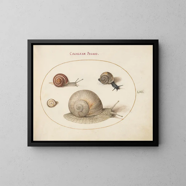Four Snails - Joris Hoefnagel — framed artwork on a wall