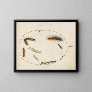 Joris Hoefnagel - Lackey Moth Caterpillar Figure of Eight Caterpillar Grey Dagger Caterpillar and Other Caterpillars.webp