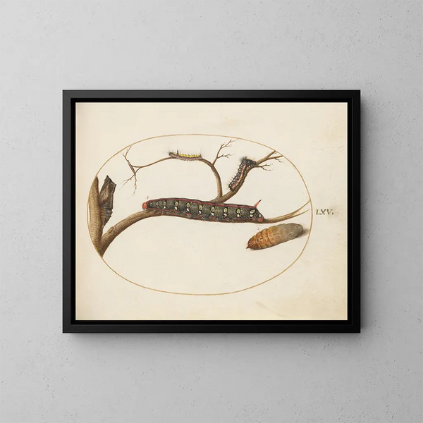 Euphorbia Moth Caterpillar, Grey Dagger Caterpillar and Pupae - Joris Hoefnagel — framed artwork on a wall