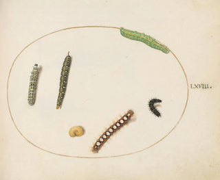 Joris Hoefnagel - Leafy Spurge Hawkmoth Caterpillar Mullein Moth Caterpillar and Other Caterpillars.webp