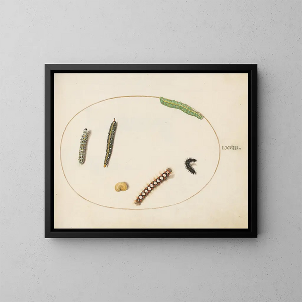 the spurge leaf-roller caterpillar, mullein caterpillar, and other caterpillars - Joris Hoefnagel — framed artwork on a wall