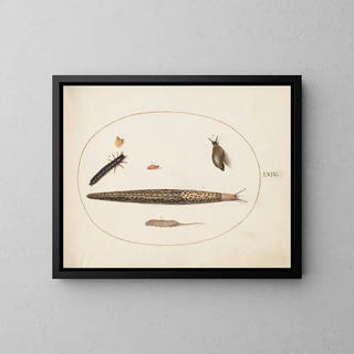 Joris Hoefnagel - Leopard Slug Ground Beetle Larva a Rattailed Maggot and Other Creatures.webp