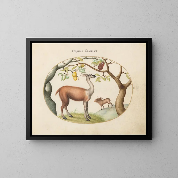 Llama and Elk - Joris Hoefnagel — framed artwork on a wall