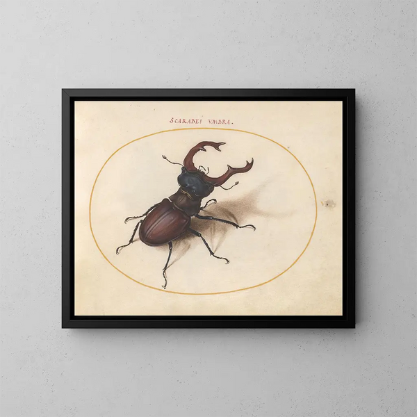 Plaque 05 Scarabée cerf-volant - Joris Hoefnagel — framed artwork on a wall