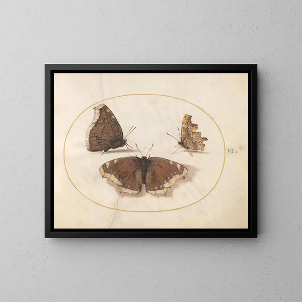 Plaque 06 Two views of a mourning butterfly and a butterfly, - Joris Hoefnagel — framed artwork on a wall