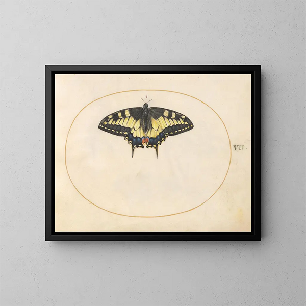 Planche 07 Papillon queue de swallowtail - Joris Hoefnagel — framed artwork on a wall