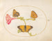 Plaque 10: Het bruin van het haar, de zilveren fritillaria en de gele wolkvlinder op een vier-uurtje - Joris Hoefnagel — weergave van het kunstwerk