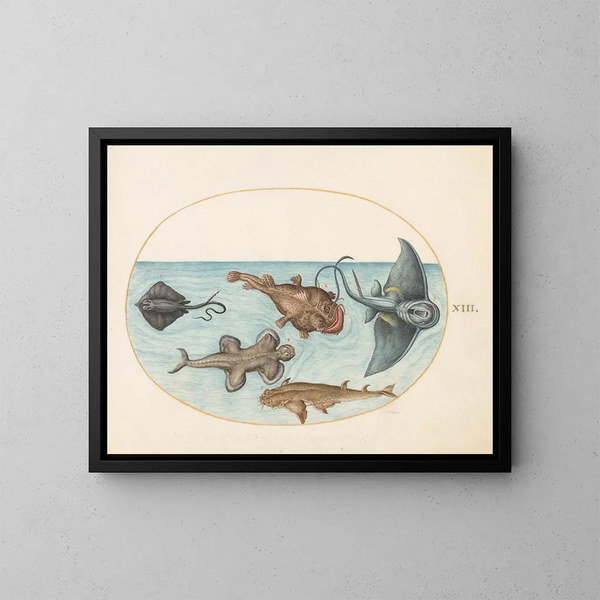 Plate 13 Two rays, a lanternfish, a monkfish, and an angel shark - Joris Hoefnagel — framed artwork on a wall