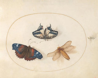 Joris Hoefnagel - Plate 13 Yellow Swallowtail and Red Admiral Butterflies with a Dragonfly BroadBodied Chaser.webp
