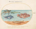 Platine 14 Een zeeschildpad, twee schorpioenvissen en twee andere vissen - Joris Hoefnagel — weergave van het kunstwerk