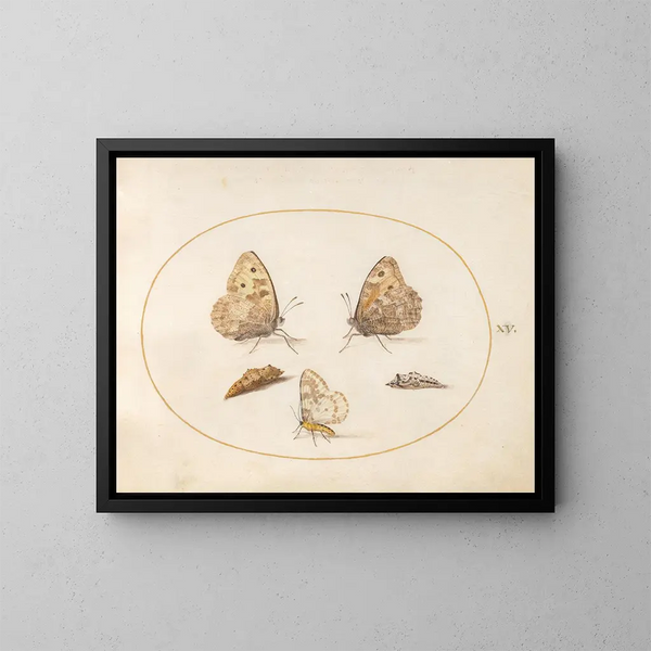 Planche 15: Papillon Grayling, Papillon Magpie et deux chrysalides - Joris Hoefnagel — framed artwork on a wall