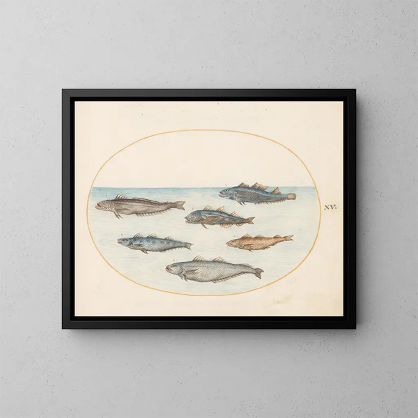 Planche 15 Six poissons asellorum cod - Joris Hoefnagel — framed artwork on a wall