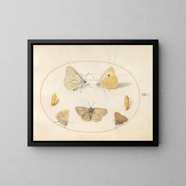 Planche 16: Papillons noir veiné, jaune nuageux, noir à queue, argus géranium et bleu commun avec deux chrysalides - Joris Hoefnagel — framed artwork on a wall