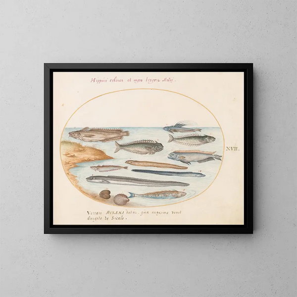 Plate 17: A cod fish, eels, and other fishes - Joris Hoefnagel — framed artwork on a wall