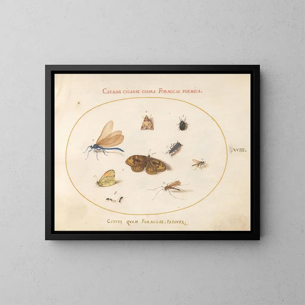 Planche 18: Deux papillons et un papillon de nuit avec une demoiselle, deux fourmis et quatre autres insectes - Joris Hoefnagel — framed artwork on a wall