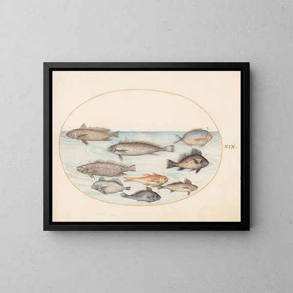 Platine Painting 19 A damselfish and other fish, including two coracinis - Joris Hoefnagel — framed artwork on a wall