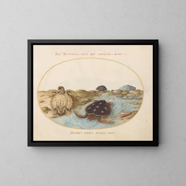 Planche 1 Two caouannes or green turtles, a muskrat, and shells - Joris Hoefnagel — framed artwork on a wall