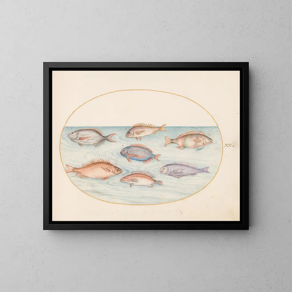 Planche 20: Dorade, Denti, Sargo et autres poissons - Joris Hoefnagel — framed artwork on a wall