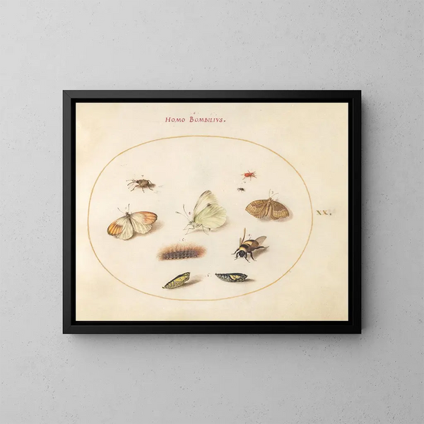 Planche 20: Trois papillons, une chenille, une abeille, deux chrysalides et trois charançons - Joris Hoefnagel — framed artwork on a wall