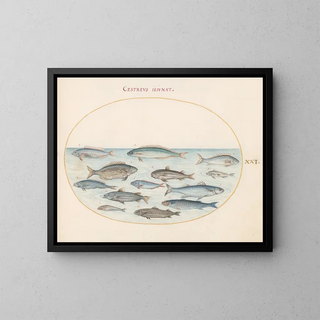 Joris Hoefnagel - Plate 21 Cod and Other Fish.webp