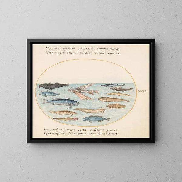 Planche 22: Flying fish, eels, and other fish - Joris Hoefnagel — framed artwork on a wall