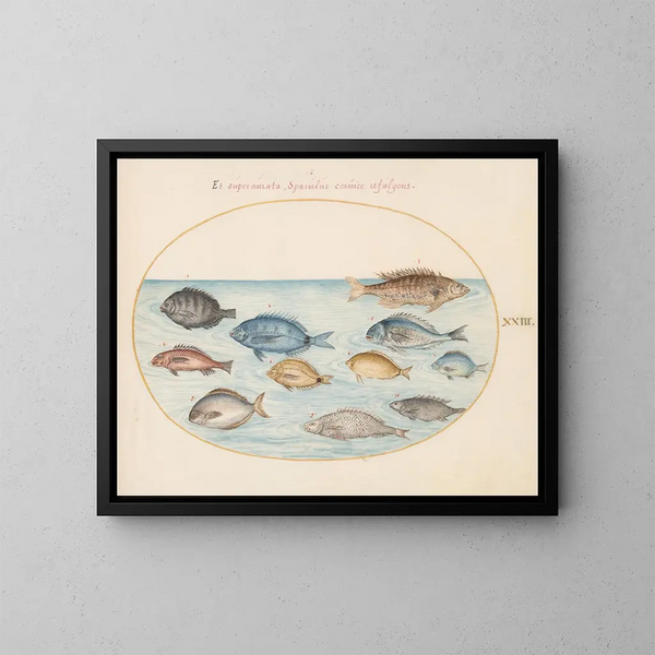 Planche 23: Dorade et autres poissons - Joris Hoefnagel — framed artwork on a wall