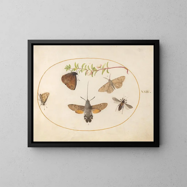 Plant Painting 23: Sphinx Butterfly, Butterflies, and Other Insects Around a Deutzia Branch - Joris Hoefnagel — framed artwork on a wall
