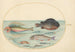 Planche 24 Grondin volant Hirondelle Lumpsucker mâle Poisson-trompette à longues épines et autres poissons - Joris Hoefnagel — weergave van het kunstwerk