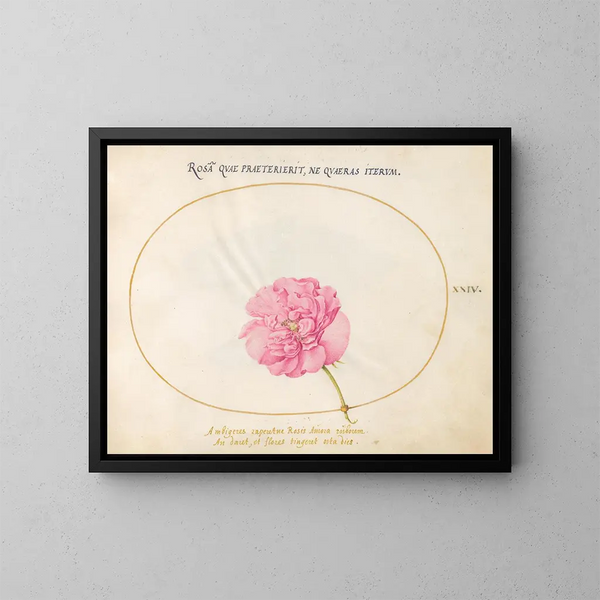 Plant 24 Pink pink - Joris Hoefnagel — framed artwork on a wall