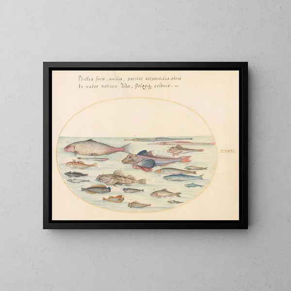 Planche 27: Blennies, poissons scorpions et autres poissons - Joris Hoefnagel — framed artwork on a wall