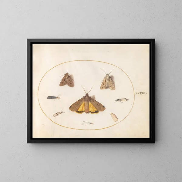Planche 28 Eight moths, including a large Yellow Noctuid and a Gray Dagger - Joris Hoefnagel — framed artwork on a wall