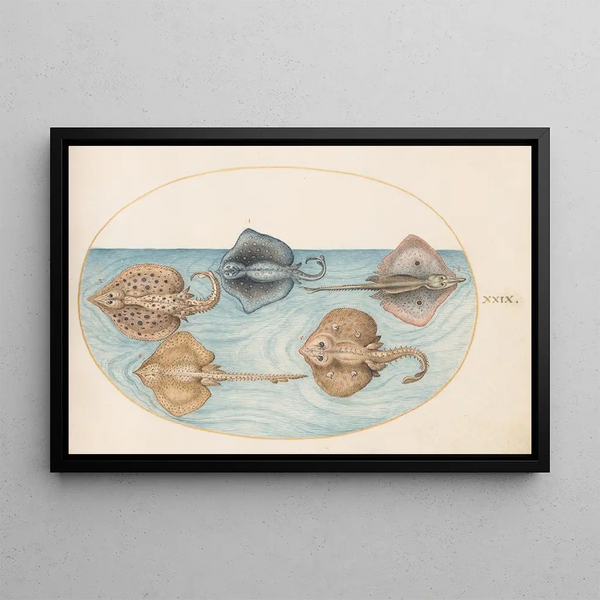 Joris Hoefnagel - Plate 29 Homelyn Ray and Four Other Rays or Skates.webp