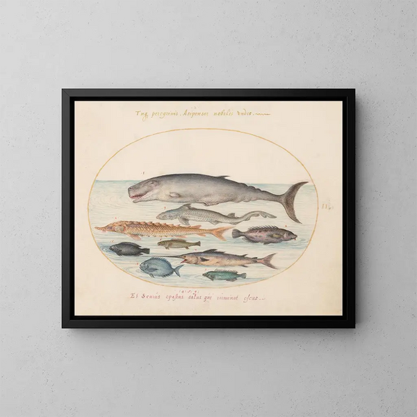 Planche 2: Cachalot, esturgeon, requin et autres poissons - Joris Hoefnagel — framed artwork on a wall