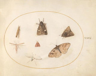 Joris Hoefnagel - Plate 30 Seven Moths.webp