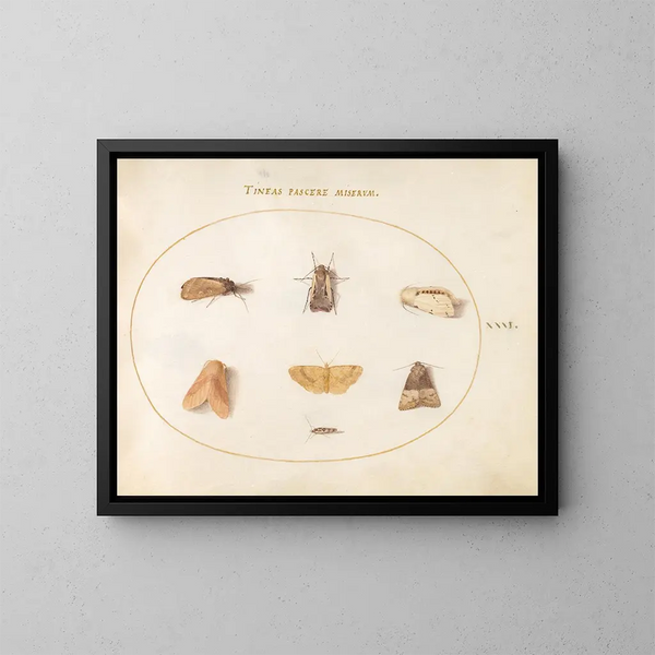Platine Painting 31 Sept moths - Joris Hoefnagel — framed artwork on a wall
